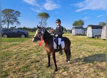 Welsh C (of Cob Type), Mare, 8 years, 12,2 hh, Brown