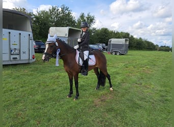 Welsh C (of Cob Type), Mare, 8 years, 12,2 hh, Brown