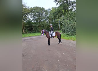 Welsh C (of Cob Type), Mare, 8 years, 12,2 hh, Brown