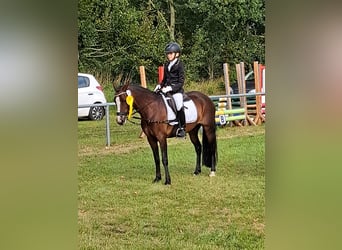 Welsh C (of Cob Type), Mare, 8 years, 12,2 hh, Brown