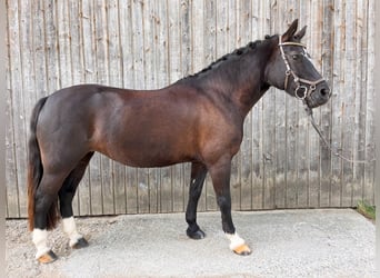 Welsh C (of Cob Type), Mare, 8 years, 12.3 hh, Black