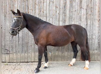 Welsh C (of Cob Type), Mare, 8 years, 12.3 hh, Black