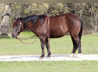Welsh C (of Cob Type), Mare, 8 years, 12 hh, Black