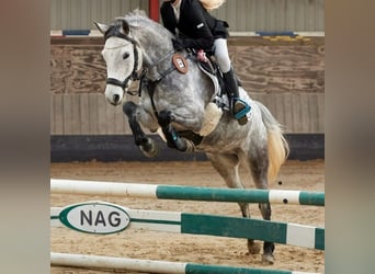 Welsh C (of Cob Type), Mare, 8 years, 13,1 hh, Gray