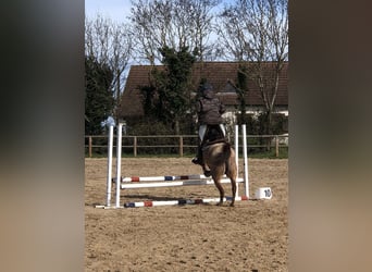 Welsh C (of Cob Type), Mare, 9 years, 11.2 hh, Gray-Red-Tan