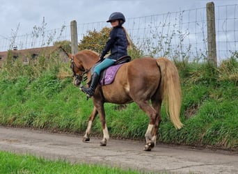 Welsh C (of Cob Type), Mare, 9 years, 13,1 hh, Chestnut-Red