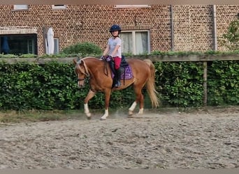 Welsh C (of Cob Type), Mare, 9 years, 13,1 hh, Chestnut-Red