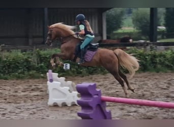 Welsh C (of Cob Type), Mare, 9 years, 13,1 hh, Chestnut-Red