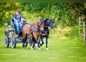 Welsh C (of Cob Type), Mare, 9 years, 13.2 hh, Bay-Dark