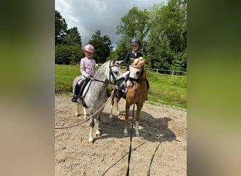 Welsh C (of Cob Type), Mare, 9 years, 13 hh, Palomino