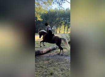 Welsh C (of Cob Type), Mare, 9 years, 13 hh, Palomino