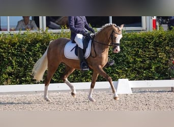 Welsh C (of Cob Type), Mare, 9 years, 13 hh, Palomino