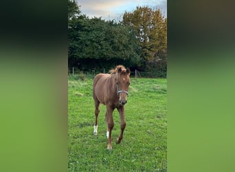 Welsh C (of Cob Type), Mare, Foal (05/2024), 16,1 hh, Sorrel