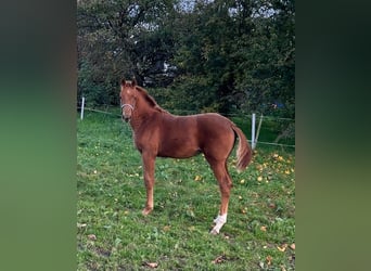 Welsh C (of Cob Type), Mare, Foal (05/2024), 16,1 hh, Sorrel