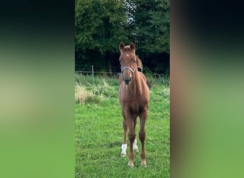 Welsh C (of Cob Type), Mare, Foal (05/2024), 16,1 hh, Sorrel