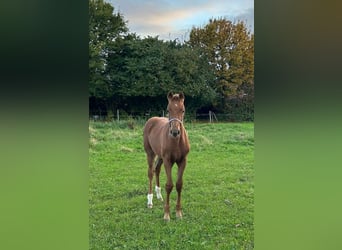 Welsh C (of Cob Type), Mare, Foal (05/2024), 16,1 hh, Sorrel