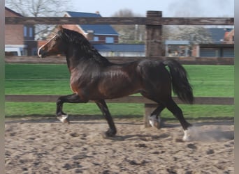 Welsh C (of Cob Type), Stallion, 10 years, 13.1 hh, Bay-Dark