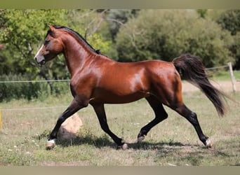 Welsh C (of Cob Type), Stallion, 15 years, 13 hh, Brown