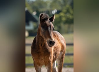 Welsh C (of Cob Type), Stallion, 1 year, 12,1 hh, Bay-Dark