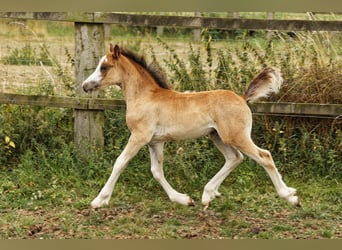 Welsh C (of Cob Type), Stallion, 1 year, 13.1 hh, Brown