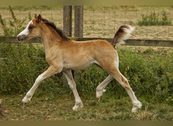 Welsh C (of Cob Type), Stallion, 1 year, 13.1 hh, Brown