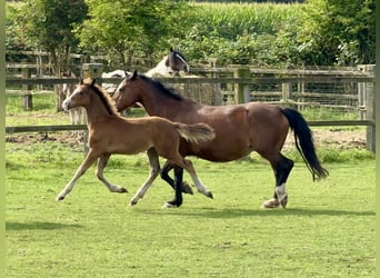 Welsh C (of Cob Type), Stallion, 1 year, 13,1 hh, Brown