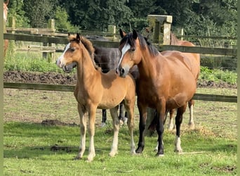 Welsh C (of Cob Type), Stallion, 1 year, 13,1 hh, Brown