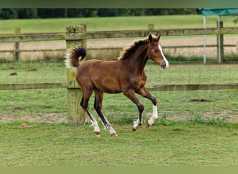 Welsh C (of Cob Type), Stallion, 1 year, 13,1 hh, Brown