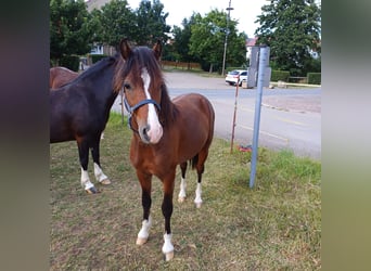 Welsh C (of Cob Type), Stallion, 1 year, 13.2 hh, Brown