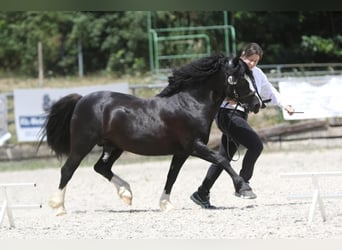 Welsh C (of Cob Type), Stallion, 1 year, 13 hh, Black
