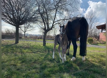 Welsh C (of Cob Type), Stallion, 1 year, 13 hh, Black