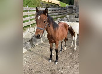 Welsh C (of Cob Type), Stallion, 1 year, 14.1 hh, Brown