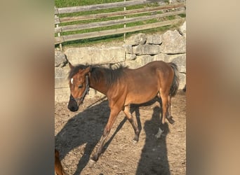 Welsh C (of Cob Type), Stallion, 1 year, 14.1 hh, Brown