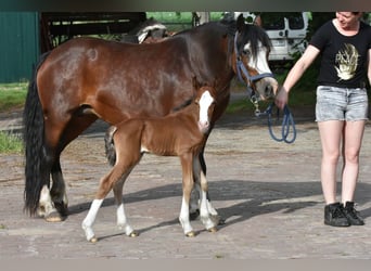 Welsh C (of Cob Type), Stallion, 1 year, Brown