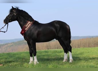 Welsh C (of Cob Type), Stallion, 1 year, Chestnut-Red