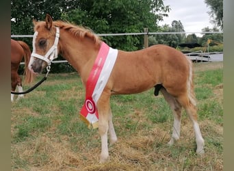 Welsh C (of Cob Type), Stallion, 1 year, Chestnut-Red