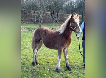 Welsh C (of Cob Type), Stallion, 1 year, Roan-Red