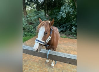 Welsh-C, Hengst, 2 Jahre, 12,2 hh, Fuchs