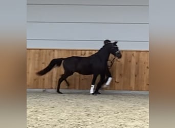 Welsh C (of Cob Type), Stallion, 2 years, 13.1 hh, Black