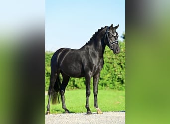 Welsh C (of Cob Type), Stallion, 2 years, 13.1 hh, Black