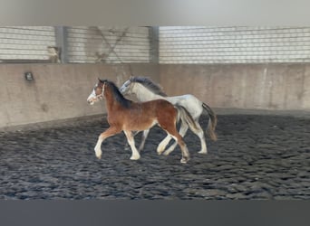 Welsh C (of Cob Type), Stallion, 2 years, 13.1 hh, Brown