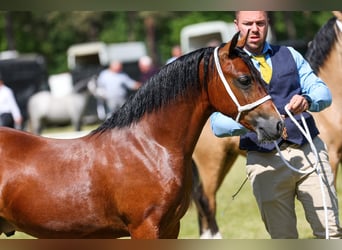 Welsh C (of Cob Type), Stallion, 3 years, 13,1 hh, Brown