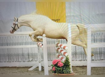 Welsh C (of Cob Type), Stallion, 4 years, 12,2 hh, Cremello