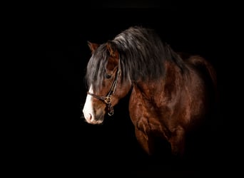 Welsh C (of Cob Type), Stallion, 5 years, 13.2 hh, Bay