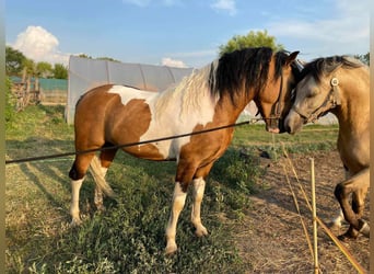 Welsh C (of Cob Type) Mix, Stallion, 6 years, 14.1 hh, Pinto