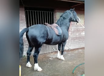 Welsh C (of Cob Type), Stallion, 7 years, 13.1 hh, Black