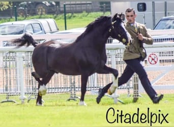 Welsh C (of Cob Type), Stallion, 7 years, 13.1 hh, Black