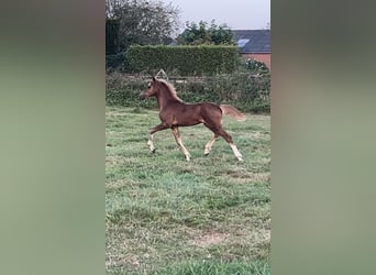 Welsh C (of Cob Type), Stallion, Foal (04/2024), 13,1 hh, Chestnut-Red