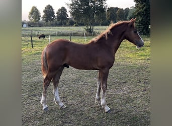 Welsh C (of Cob Type), Stallion, Foal (04/2024), 13,1 hh, Chestnut-Red