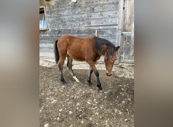 Welsh C (of Cob Type), Stallion, Foal (05/2023), 14.1 hh, Brown